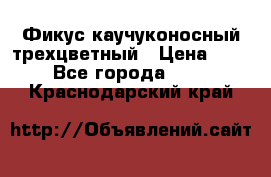 Фикус каучуконосный трехцветный › Цена ­ 500 - Все города  »    . Краснодарский край